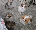 Image preview for Ad Listing. Nickname: Litter of 4