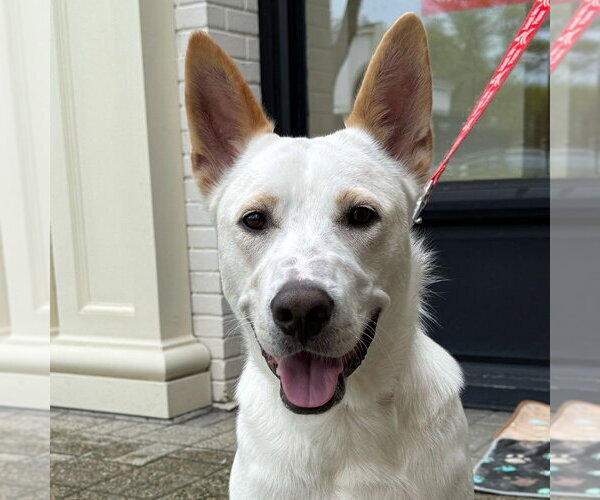 Medium Photo #6 Mutt Puppy For Sale in Canton, CT, USA