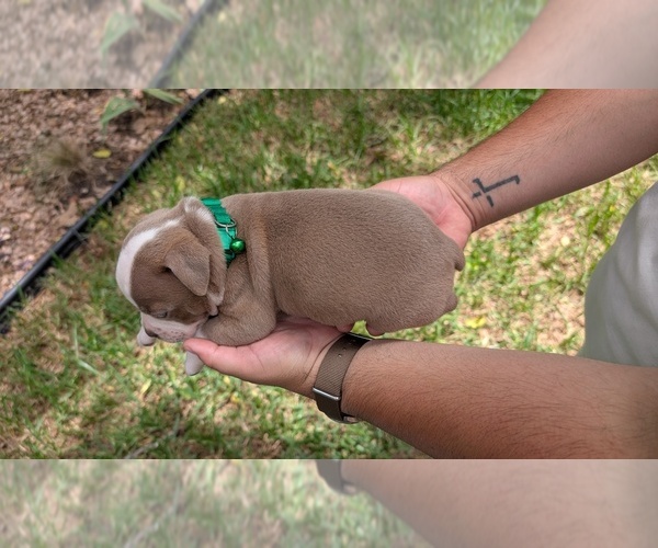 Medium Photo #9 Olde English Bulldogge Puppy For Sale in AUSTIN, TX, USA