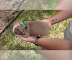Small #8 Olde English Bulldogge