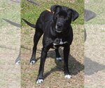 Small Photo #2 Labrador Retriever-Unknown Mix Puppy For Sale in Prattville, AL, USA
