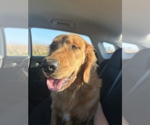 Father of the Golden Retriever puppies born on 10/18/2025