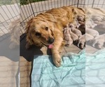Small Photo #1 Golden Retriever Puppy For Sale in MENIFEE, CA, USA