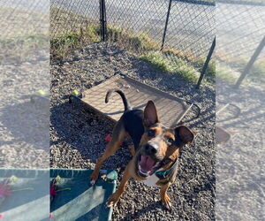 Duke - Male Mutt Dog for Adoption - Photo #4