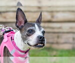 Small #1 Boston Terrier