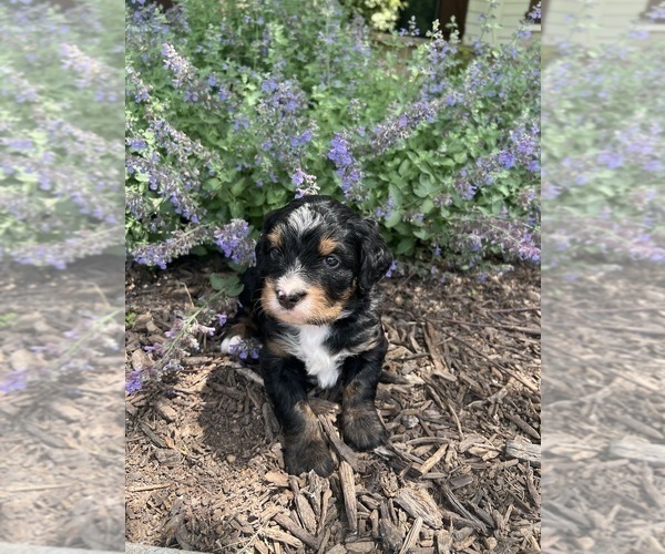 Medium Photo #6 Bernedoodle Puppy For Sale in MARTINSVILLE, IN, USA
