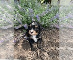 Small Photo #6 Bernedoodle Puppy For Sale in MARTINSVILLE, IN, USA