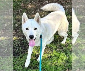 Siberian Husky Dogs for adoption in Sacramento, CA, USA