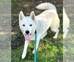 *STRAWBERRY - Female Siberian Husky Dog for Adoption - Small photo