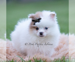 Small #3 Pomeranian