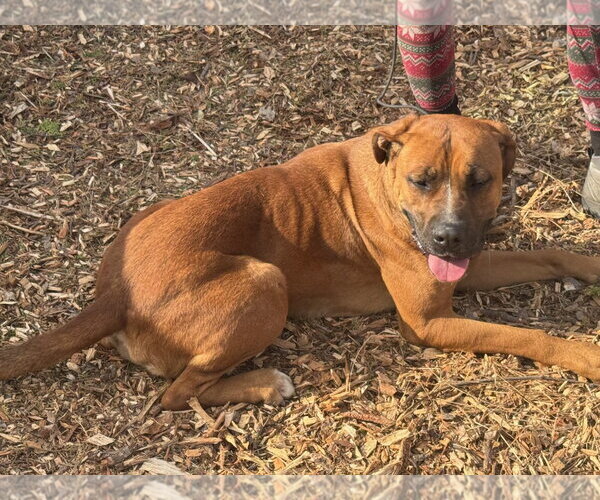 Medium Photo #4 Rhodesian Ridgeback-Unknown Mix Puppy For Sale in Woodland Hills, CA, USA