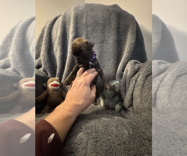 Medium Photo #14 Boxer Puppy For Sale in LANSING, MI, USA