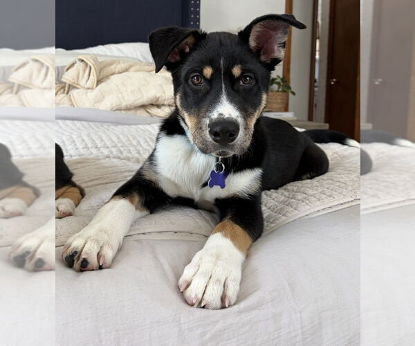 Medium Photo #5 Alaskan Malamute-Unknown Mix Puppy For Sale in Oak Bluffs, MA, USA