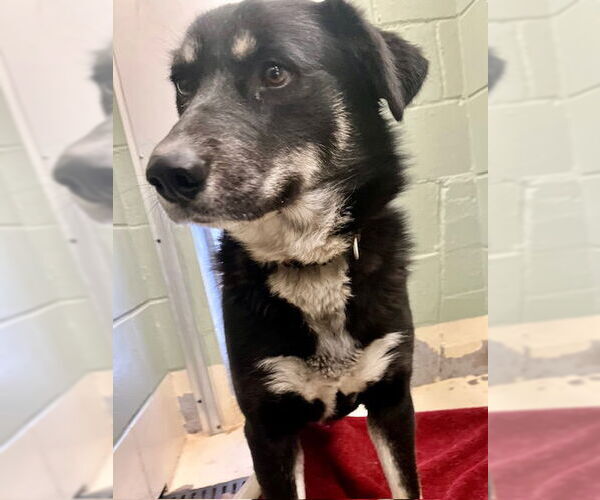 Medium Photo #2 Siberian Husky-Unknown Mix Puppy For Sale in Webster, WI, USA