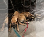 Small #11 German Shepherd Dog