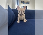 Puppy Daisy French Bulldog