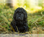 Small Photo #1 Poodle (Toy) Puppy For Sale in RAINIER, OR, USA