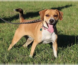 Beagle-Unknown Mix Dogs for adoption in Green Forest, AR, USA