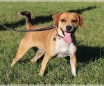 Small Beagle Mix