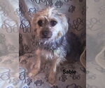 Small #3 Mutt