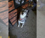 Small Photo #1 American Pit Bull Terrier-Siberian Husky Mix Puppy For Sale in NEW BETHLEHEM, PA, USA