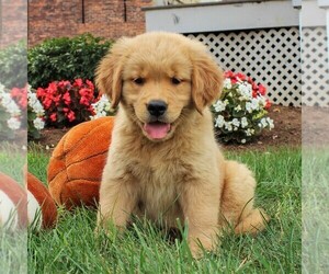 Golden Retriever Puppy for sale in GORDONVILLE, PA, USA