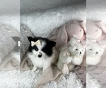 Small Pomeranian