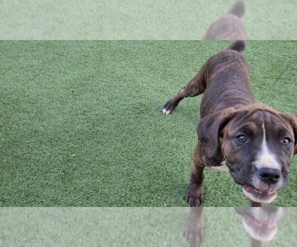 Medium Photo #9 America Bandogge Mastiff Puppy For Sale in JOLIET, IL, USA