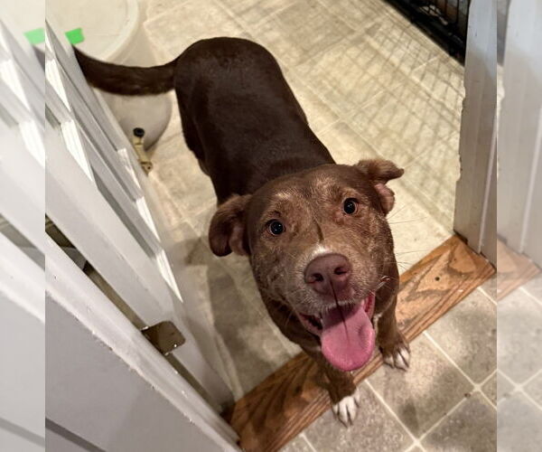 Medium Photo #8 Mountain Cur-Unknown Mix Puppy For Sale in Boston, MA, USA