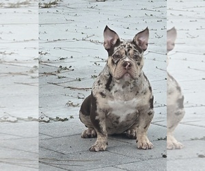 American Bully Puppy for sale in NORTH PORT, FL, USA