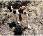Small Photo #1 German Shorthaired Pointer Puppy For Sale in WOODLAND PARK, CO, USA