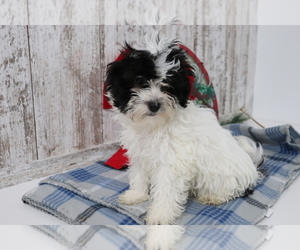 Havanese Puppy for sale in SHILOH, OH, USA