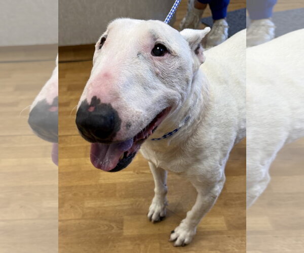 Medium Photo #1 Bull Terrier Puppy For Sale in Mount Airy, NC, USA