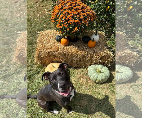 Medium Photo #27 American Pit Bull Terrier-Unknown Mix Puppy For Sale in Germantown, OH, USA