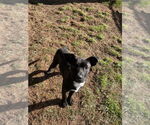 Small #1 Mutt