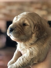 Golden Retriever Puppy for sale in HUNTSVILLE, TX, USA