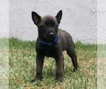 Small Photo #11 Belgian Malinois Puppy For Sale in POMONA, CA, USA