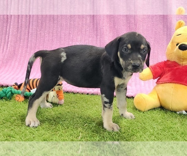 Medium Photo #2 Catahoula Leopard Dog Puppy For Sale in CUMBY, TX, USA