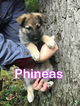 Small Photo #6 German Shepherd Dog Puppy For Sale in SCHELL CITY, MO, USA