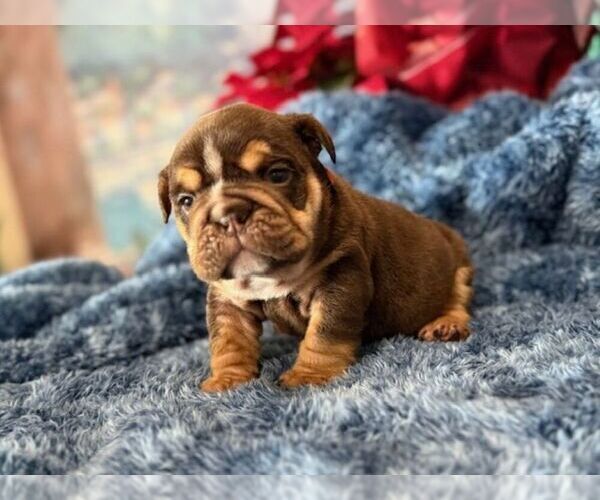 Medium Photo #2 English Bulldog Puppy For Sale in OOLOGAH, OK, USA