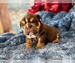 Small #1 English Bulldog