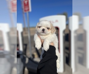 Shih Tzu Puppy for sale in RIVERSIDE, CA, USA