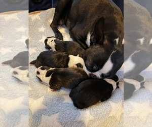 Boston Terrier Puppy for sale in PUYALLUP, WA, USA
