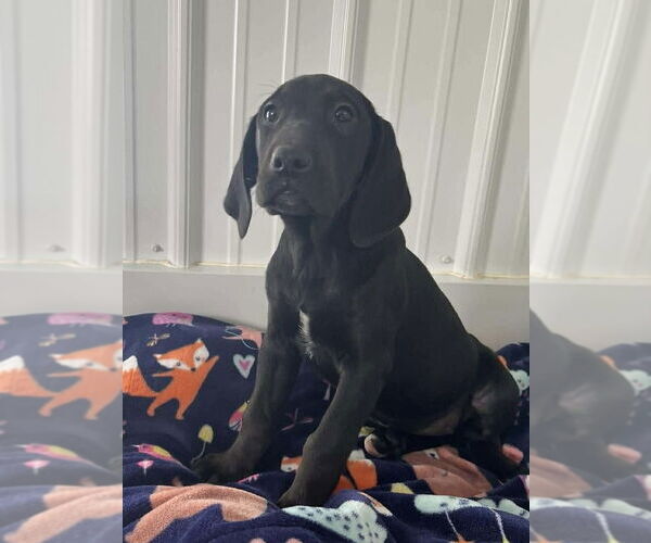 Medium Photo #1 Labrador Retriever-Unknown Mix Puppy For Sale in Osgood, IN, USA
