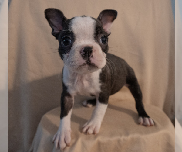 Medium Photo #14 Boston Terrier Puppy For Sale in FRESNO, CA, USA