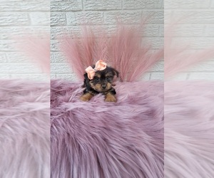 Yorkshire Terrier Puppy for sale in INDIANAPOLIS, IN, USA