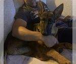 Small Photo #12 German Shepherd Dog Puppy For Sale in FAIR LAWN, NJ, USA