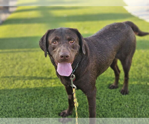 Medium Photo #4 Labrador Retriever Puppy For Sale in Clovis, CA, USA