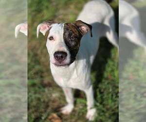 Chance - Male Pointer-Unknown Mix Dog for Adoption - Photo #3