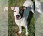 Small Photo #3 Pointer-Unknown Mix Puppy For Sale in Anniston, AL, USA